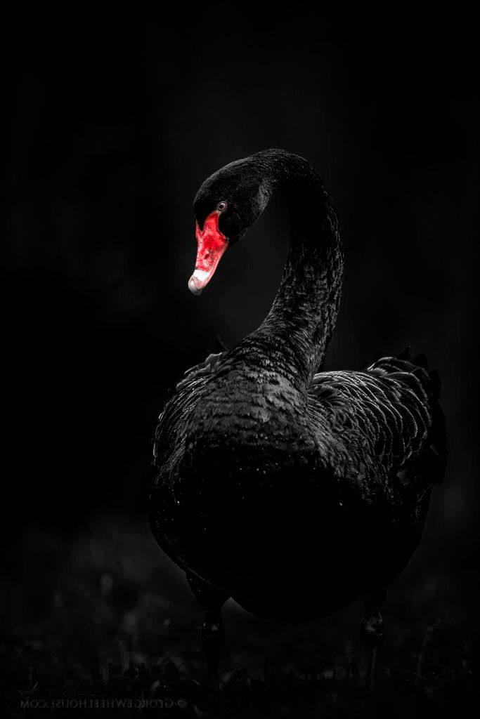 Odysseus Atlas lastbil مولود صمام العملاق black swan bülowsvej - see-it-productions.com